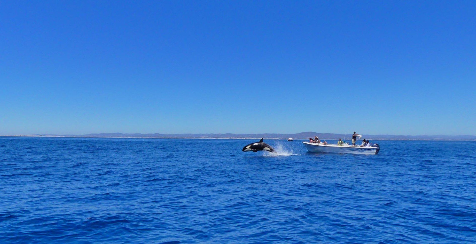 Orca Dolphin Tour in Faro