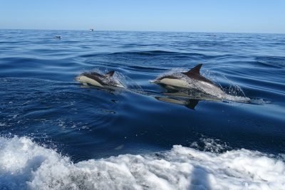 Observação de golfinhos em Faro