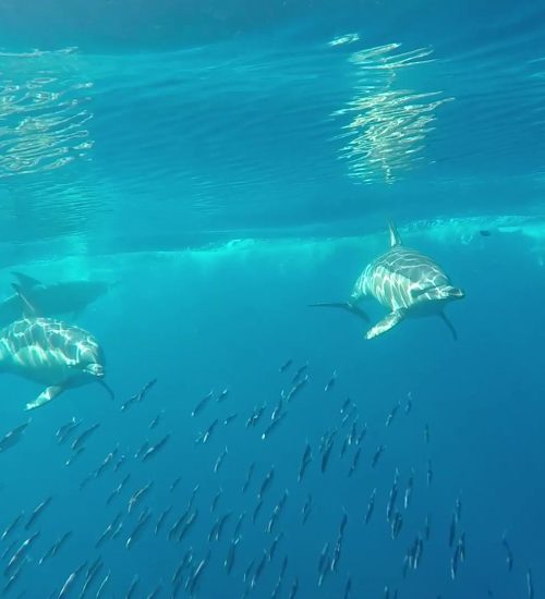 in our boat tour we have oportunity do do an underwater footage of Dolphins hunting sardines