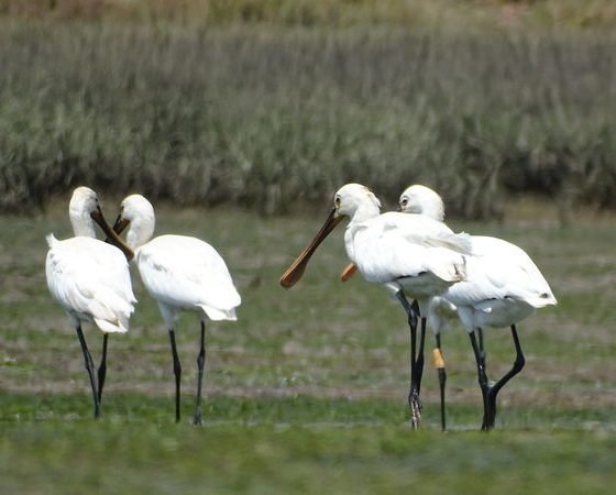 Birdwatching in Faro