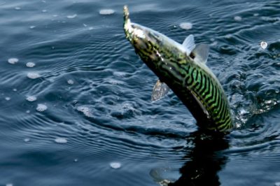 Sport Fishing in Faro