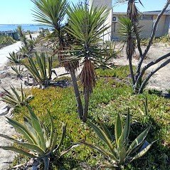 Praia do farol ilhas da Ria Formosa