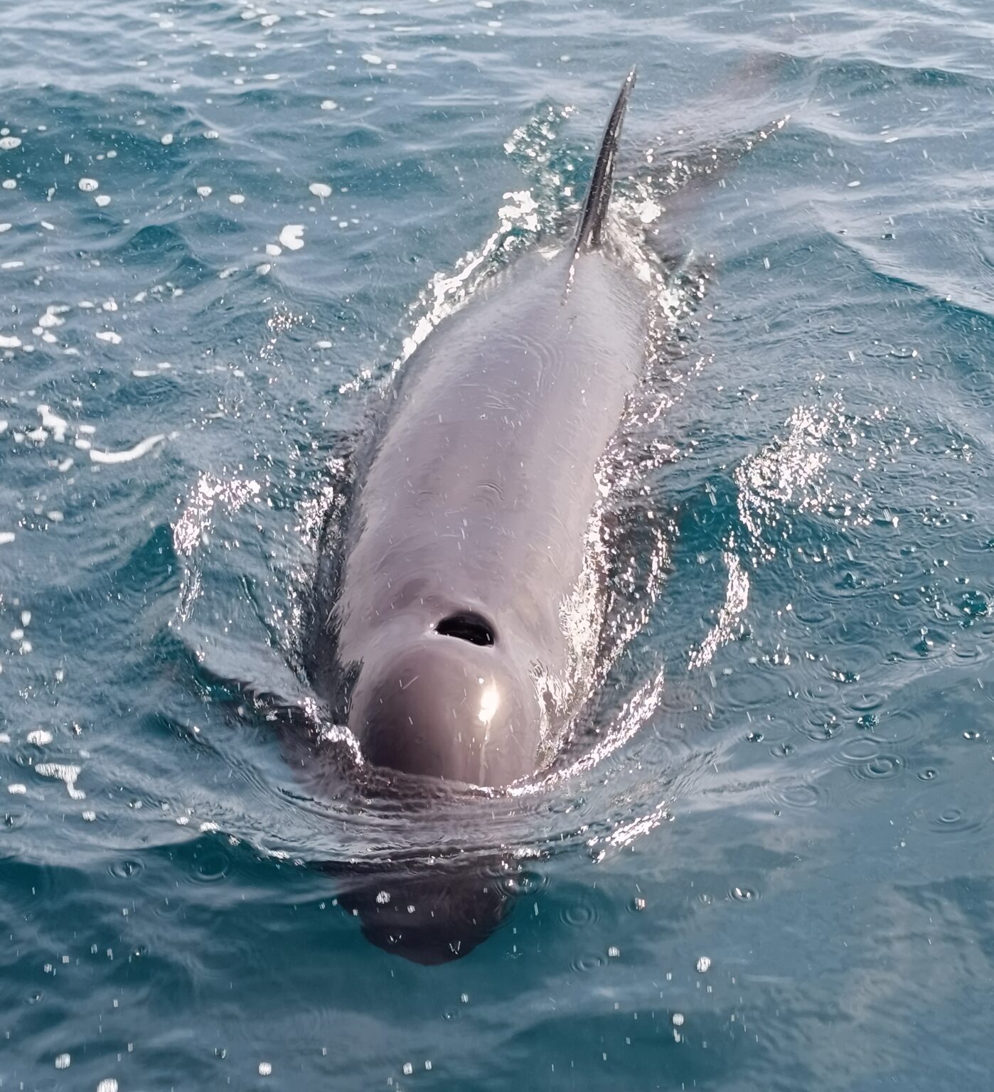 False orca (Pseudorca Crassidens)