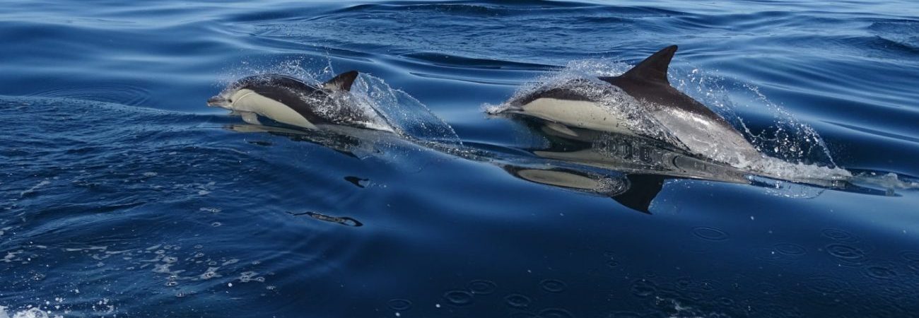 Passeios de barco na Ria Formosa e Observação de Golfinhos