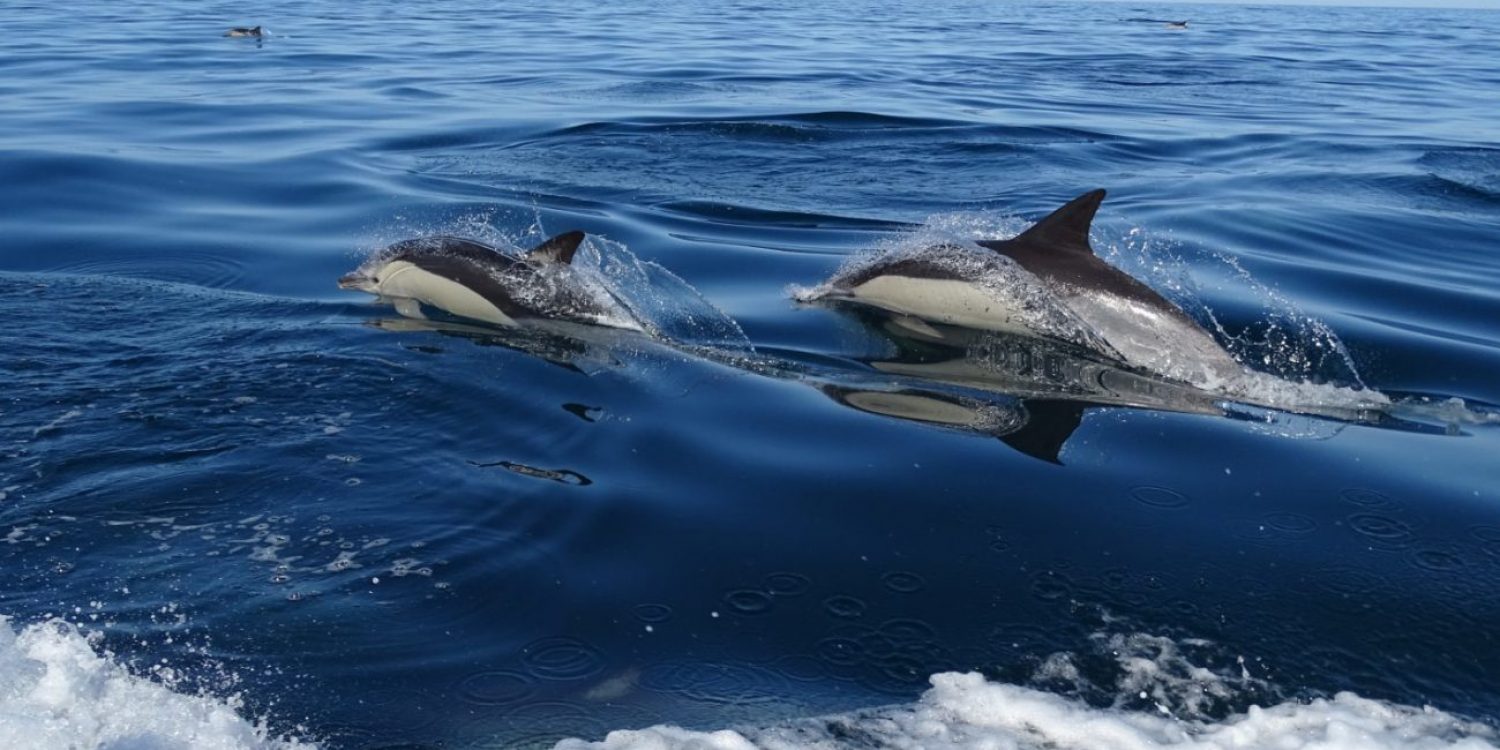 Passeios de barco na Ria Formosa e Observação de Golfinhos