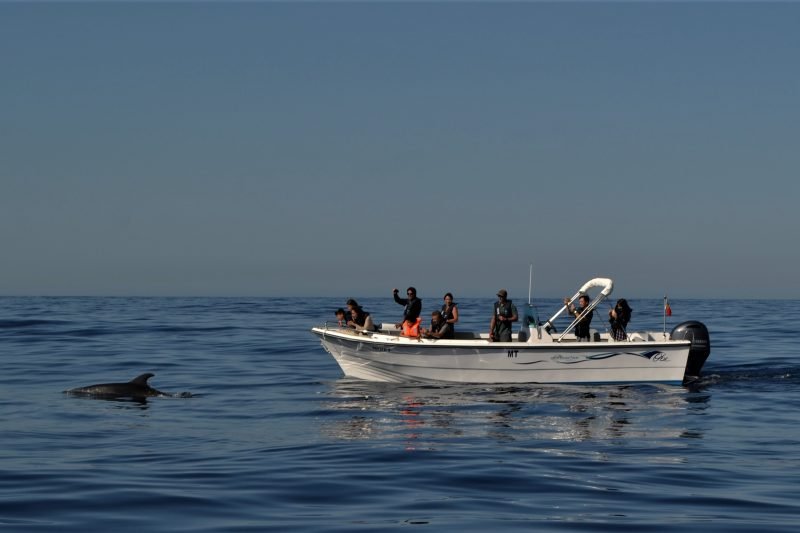 Dolphin boat tours