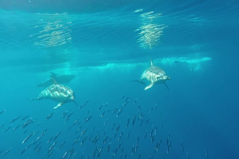 in our boat tour we have oportunity do do an underwater footage of Dolphins hunting sardines