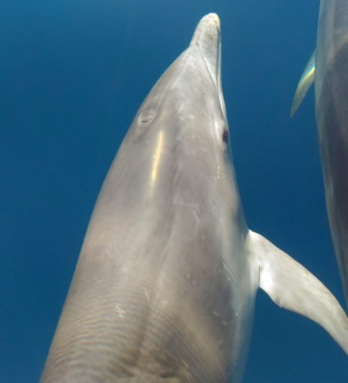 É comum observarmos o roaz corvineiro no mar do algarve durante todo o ano