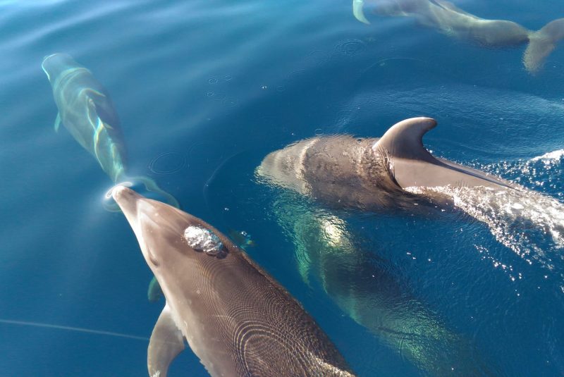 Um Grupo de golfinhos roazes respiram na superficie do mar