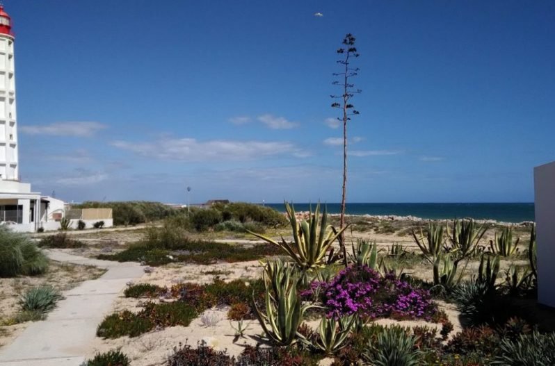 Boat tours along Ria Formosa in Faro