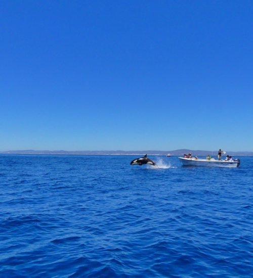 Orca Jumps - Dolphin watching in Faro