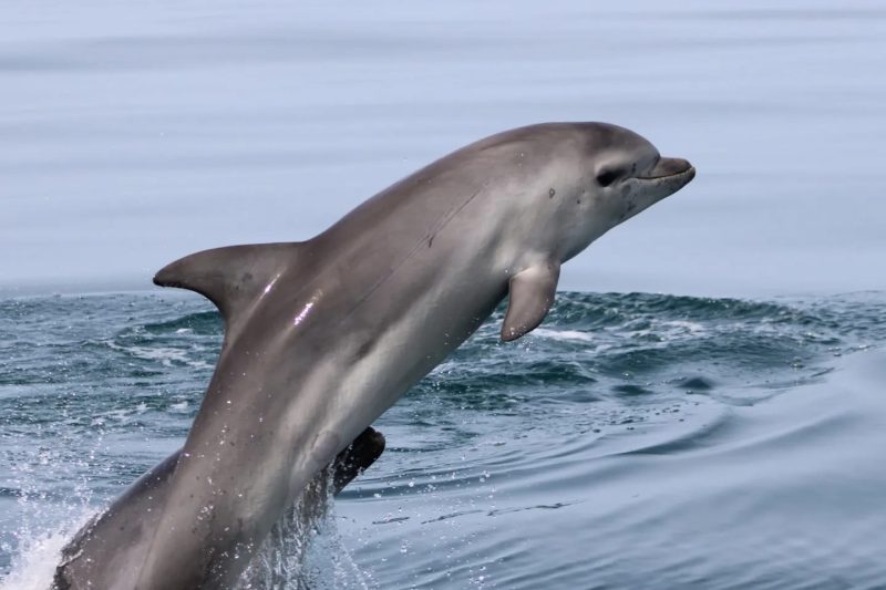 Dolphin watching Faro