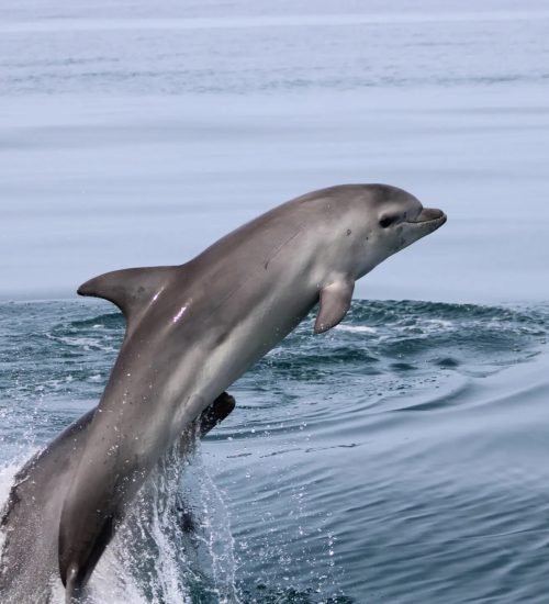 Cria de Roaz corvineiro (Tursiops truncatus)