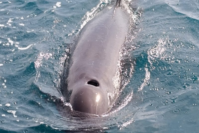 False orca (Pseudorca Crassidens)