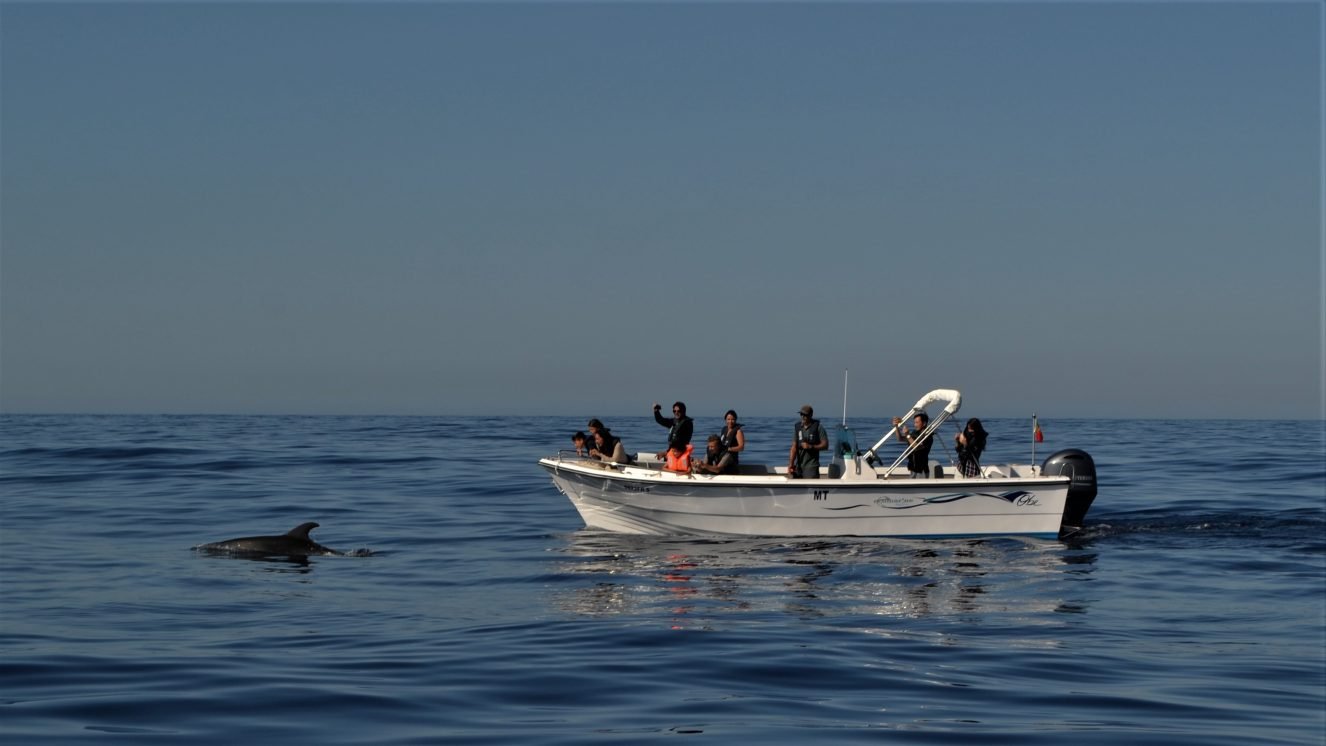 Boat trips along ria formosa and dolphin watching in Faro